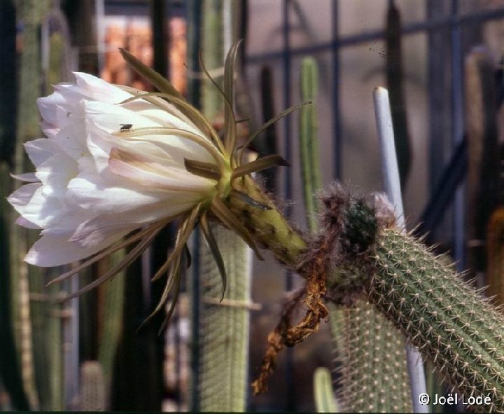 Trichocereus lamprochlorus ©JL